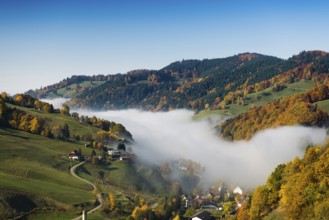 Autumn-colored forest, Münstertal, Black Forest, Baden-Württemberg, Germany