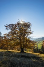 Autumn-colored forest, Wiesental, Black Forest, Baden-Württemberg, Germany