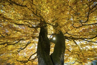 Autumn-colored beech, Wiesental, Black Forest, Baden-Württemberg, Germany