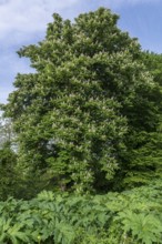 Flowering horse chestnut (Aesculus hippocastanum), Ternopillja, former thorn field, Ukraine