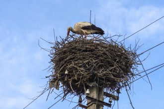 White stork (Ciconia ciconia) in the nest, Ukraine