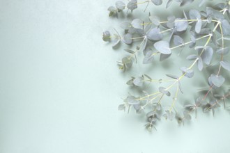Eucalyptus branch, on a pale green background, top view, wallpaper, photo background, no people