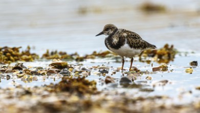 Ruddy Turnstone, Arenaria interpres
