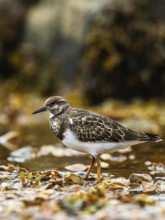 Ruddy Turnstone, Arenaria interpres
