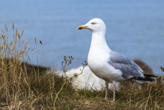 Herring Gull, Sea Gull, Gulls on Dorset cliff, England, United Kingdom