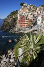 Colourful houses under blue sky, view of the fishing village of Riomaggiore, boats in the harbour,