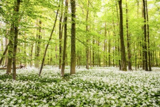 Wild garlic (Allium ursinum), flowering in the Bagno Forest, Münsterland, Steinfurt, North