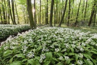 Lush forest with white wild garlic flowers (Allium ursinum), in the Bagno Forest, Münsterland,