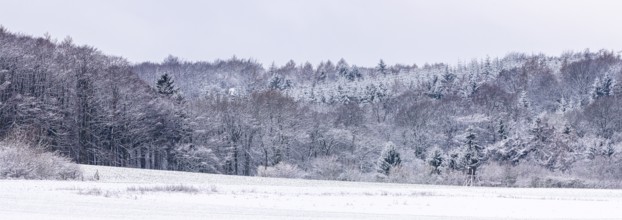 Snowy forest on Stemweder Berg on a cold winter day with a quiet atmosphere, Dümmer nature park