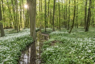 A small river in the forest surrounded by white blossoms and green trees
