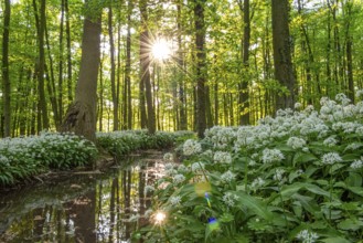 Sunbeams in the forest with white flowers and water reflections