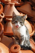 Young cat sitting on a mountain of tagines, traditional clay cooking vessels, at a sales stand in
