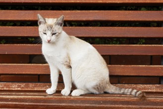 Cat sitting on a park bench, Marrakech, Morocco