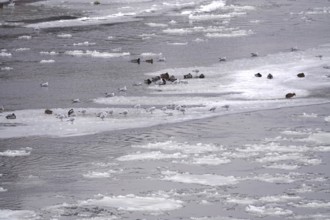 Elbe with ice floes, seagulls, winter, Dresden, Saxony, Germany