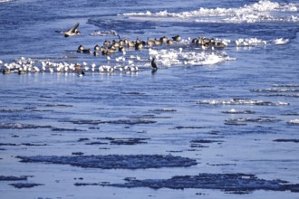 Elbe with ice floes, birds, winter, Dresden, Saxony, Germany