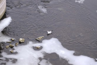 Elbe with ice floes, seagull, winter, Dresden, Saxony, Germany