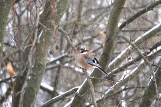Jays on a tree, winter, Germany