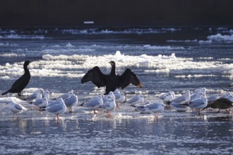 Elbe with ice floes, cormorants and seagulls, winter, Dresden, Saxony, Germany