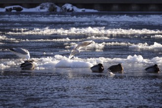 Elbe with ice floes, seagull and ducks, winter, Dresden, Saxony, Germany