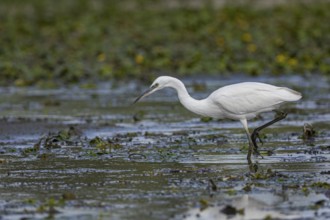 Little Egret (Egretta garzetta) Hungary