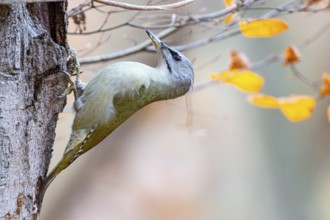 Grey-headed Woodpecker (Picus canus) female Germany