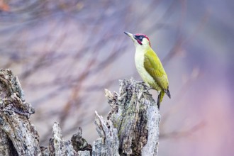 Green woodpecker (Picus viridis) male Germany