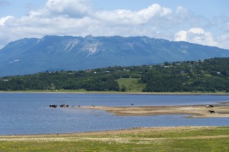 Landscape with lake, grazing animals and mountains in the background under blue sky, Tqibuli
