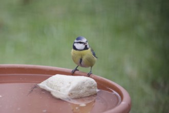 Blue tit (Cyanistes caeruleus), water, drink, thirst, winter, cute, Even in winter, birds need