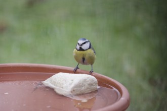 Blue tit (Cyanistes caeruleus), water, drinking, thirst, winter, water droplets