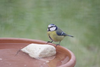 Blue tit (Cyanistes caeruleus), water, drinking, thirst, winter, A bowl of fresh water for the