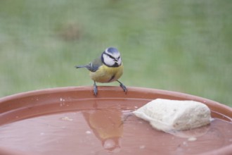 Blue tit (Cyanistes caeruleus), water, drinking, thirst, winter, fresh water at minus temperatures