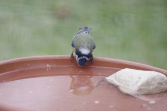 Blue tit (Cyanistes caeruleus), water, drinking, thirst, winter, reflection, A bowl of fresh water
