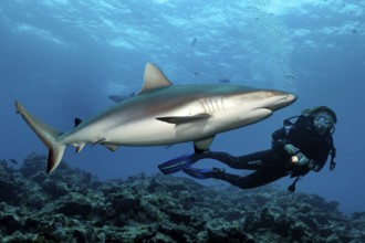 Underwater photo diver and Grey reef shark (Carcharhinus amblyrhynchos), Pacific Ocean, Indian
