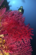 Underwater photo Diver looking at large fan of red gorgonian (Paramuricea clavata) horn coral