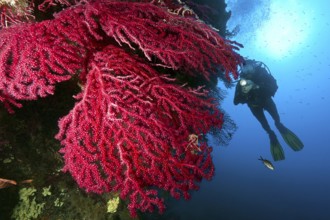 Underwater photo Diver looking at illuminated large fan of red gorgonian (Paramuricea clavata) horn
