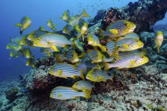 Group of Oriental sweetlips (Plectorhinchus vittatus) swimming with current Sea current in coral
