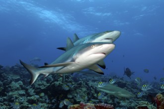 Underwater photo of two large Grey reef sharks (Carcharhinus amblyrhynchos) swimming side by side