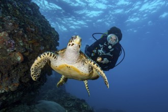 Underwater photo of diver viewed at close range Hawksbill sea turtle (Eretmochelys imbricata)