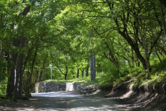 Natural forest trail surrounded by lush vegetation and shade, Monastery Forest, Chitakhevi Church