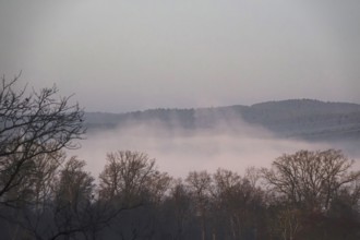 Morning fog in winter, landscape with trees, Germany