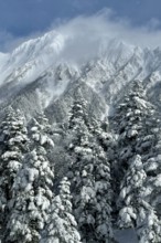 Snowy fir trees in front of mighty mountains covered with clouds creating a cold winter landscape,
