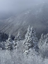 A snowy landscape with fog covered mountains and fir trees that radiates a calm winter atmosphere,