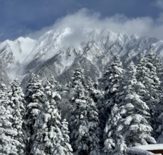 Snow-covered fir trees against majestic mountains, partly covered by clouds, in a winter landscape,