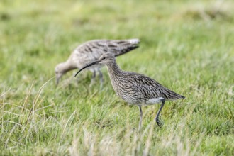 Two curlews (Numenius arquata) on a green meadow with a long, curved bill, Dümmer nature park Park,