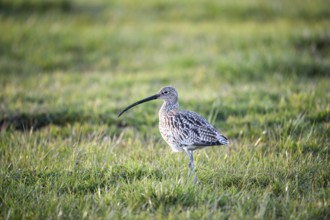 A curlew (Numenius arquata) in the grass with its typical long beak, Dümmer nature park Park, Lower