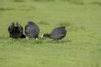 Three coots Coots (Fulica atra) on a wet meadow, Dümmer nature park Park, Lower Saxony, Germany