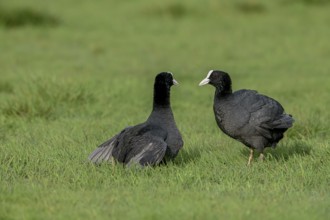 Two coots Coots (Fulica atra) facing each other in front of a territorial fight on a wet meadow,