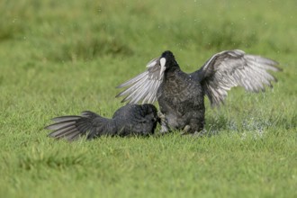 Two coots Coots (Fulica atra) fighting on a wet meadow Water droplets splashing in all directions,