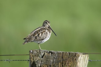 Common snipe (Gallinago gallinago), sitting on fence post, pasture fence, Dümmer nature park Park,