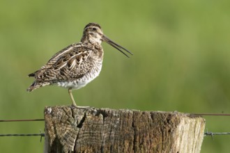 Common snipe (Gallinago gallinago), calling on fence post, pasture fence, Dümmer nature park Park,